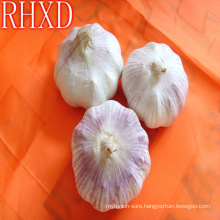 wholesale china cheap garlic